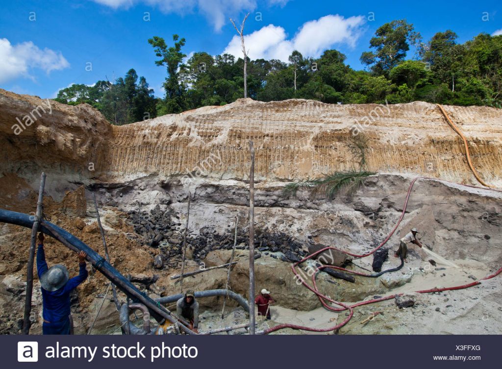 Amazon gold mining wipes out rainforest regeneration for years: Study ...