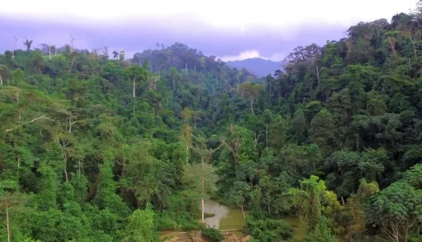 Atewa-forest-e1566402399218