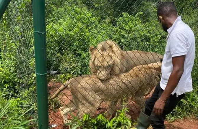 lion