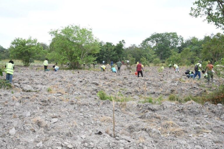 MTN team planting trees