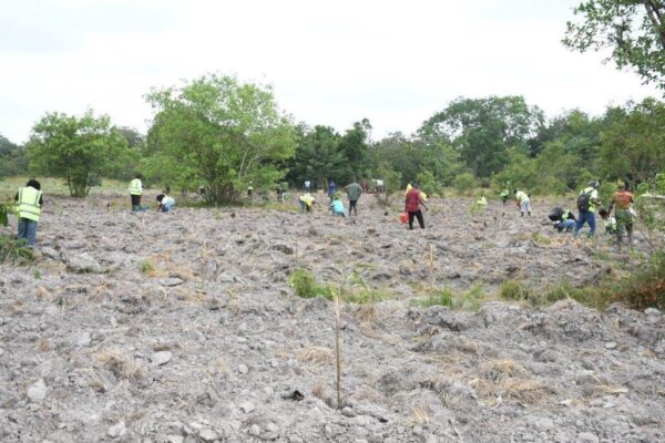 MTN team planting trees